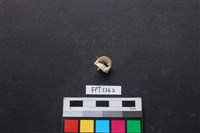 藏品(貝殼)的圖片