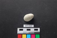 藏品(貝殼)的圖片