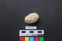 藏品(貝殼)的圖片