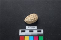 藏品(貝殼)的圖片