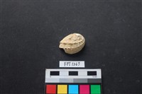 藏品(貝殼)的圖片