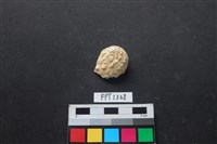 藏品(貝殼)的圖片