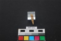 藏品(豬骨)的圖片