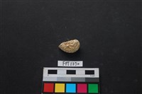 藏品(貝殼)的圖片