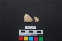 藏品(貝殼)的圖片