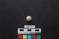 藏品(貝殼)的圖片