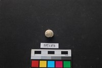 藏品(貝殼)的圖片