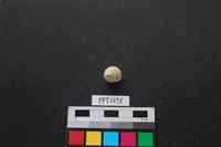 藏品(貝殼)的圖片