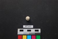 藏品(貝殼)的圖片