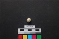 藏品(貝殼)的圖片