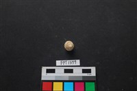 藏品(貝殼)的圖片