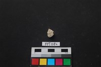 藏品(貝殼)的圖片