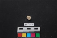 藏品(貝殼)的圖片