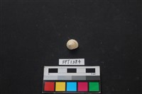 藏品(貝殼)的圖片