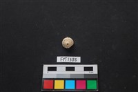 藏品(貝殼)的圖片