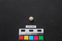 藏品(貝殼)的圖片