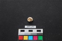 藏品(貝殼)的圖片