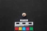 藏品(貝殼)的圖片