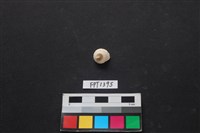 藏品(貝殼)的圖片