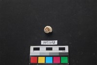 藏品(貝殼)的圖片