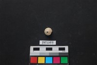 藏品(貝殼)的圖片