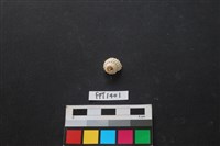 藏品(貝殼)的圖片