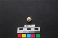 藏品(貝殼)的圖片