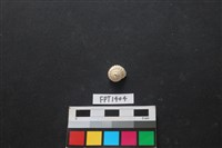 藏品(貝殼)的圖片