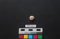 藏品(貝殼)的圖片