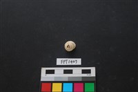 藏品(貝殼)的圖片