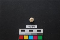 藏品(貝殼)的圖片