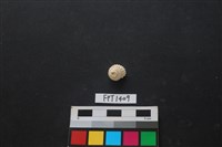 藏品(貝殼)的圖片