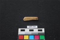 藏品(哺乳類動物骨)的圖片