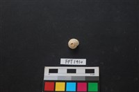 藏品(貝殼)的圖片