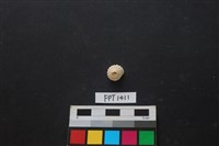 藏品(貝殼)的圖片