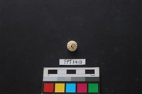 藏品(貝殼)的圖片