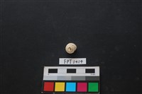 藏品(貝殼)的圖片