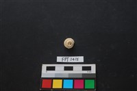 藏品(貝殼)的圖片