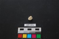 藏品(貝殼)的圖片