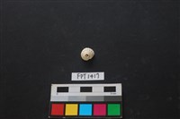 藏品(貝殼)的圖片