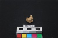 藏品(哺乳類動物骨)的圖片