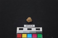 藏品(哺乳類動物骨)的圖片