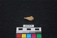 藏品(哺乳類動物骨)的圖片