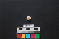 藏品(貝殼)的圖片