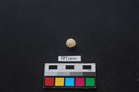 藏品(貝殼)的圖片