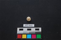 藏品(貝殼)的圖片