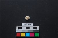 藏品(貝殼)的圖片