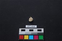 藏品(貝殼)的圖片