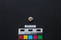 藏品(貝殼)的圖片