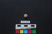 藏品(貝殼)的圖片